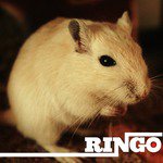 Ringo Songs MP3 Download