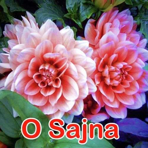 O Sajna Tannu shree MP3 Download